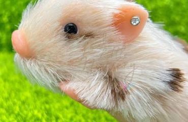 Piercing și tatuaje la animalele de companie – modă sau risc pentru sănătate?